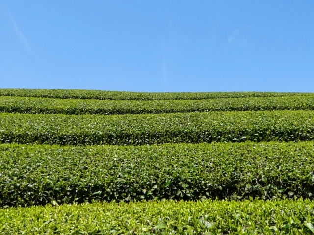 靜岡 日本茶