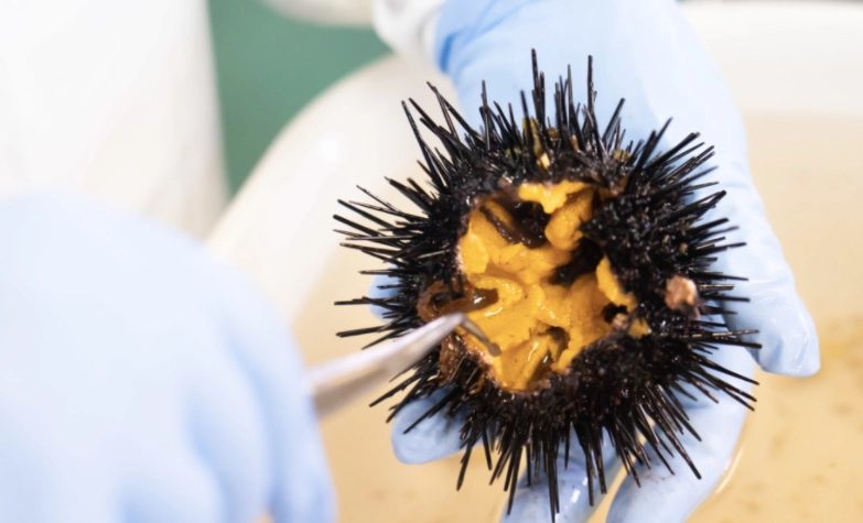 海膽,北三陸Factory,海膽牧場,洋野町,岩手縣