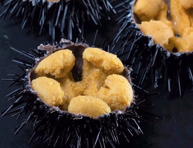 海膽牧場,海膽,北三陸Factory,岩手縣,洋野町