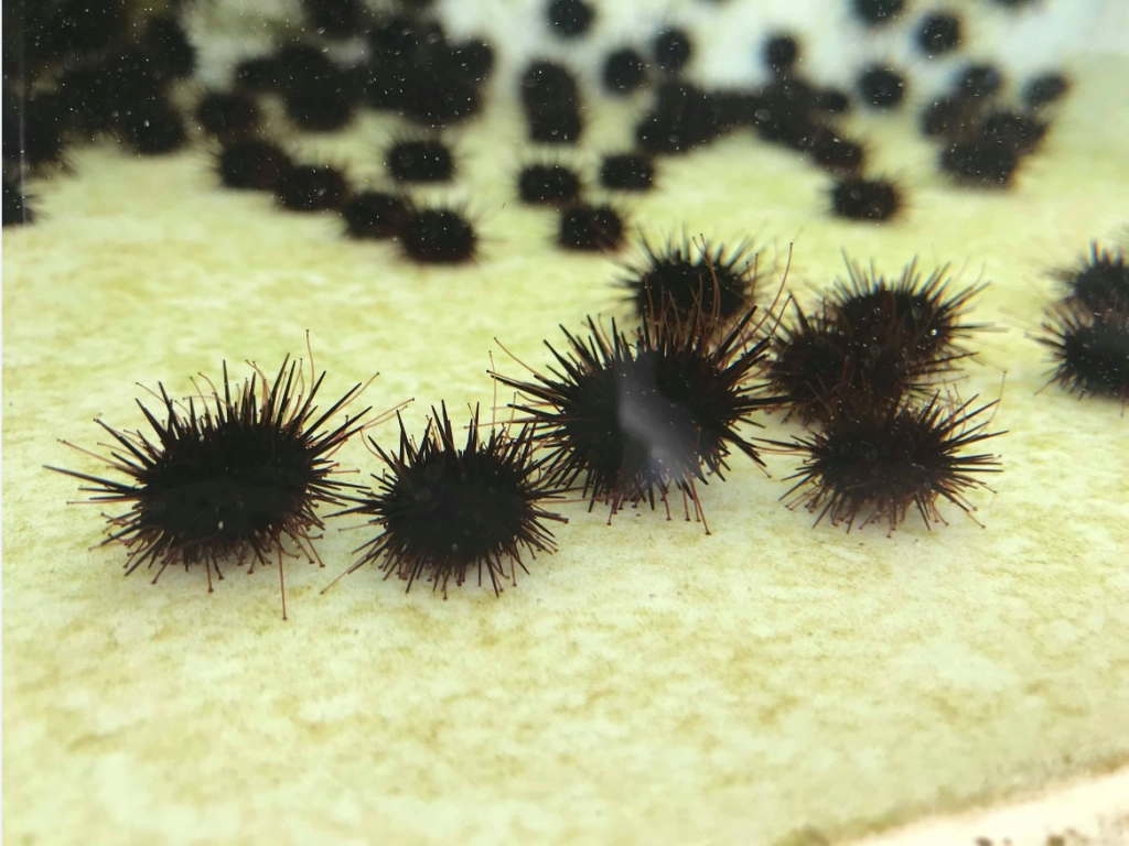 海膽牧場,海膽,北三陸Factory,岩手縣,洋野町